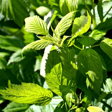 Feuille de framboisier Bio Feuille de framboisier Bio