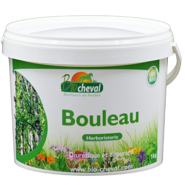 Le bouleau, plante détoxifiante pour les équidés