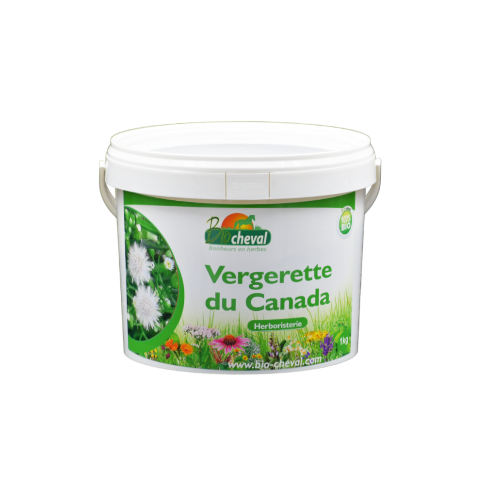 Fleabane del Canada - Biologico - 1 Kg