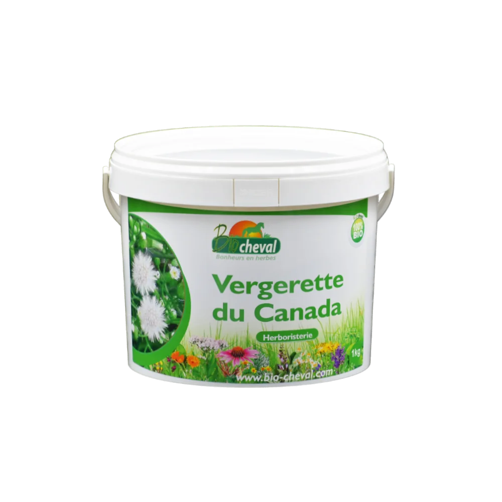 Kanadische Eberraute - Bio - 1 Kg