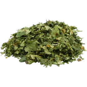 Birch leaves, useful in cases of engorgement