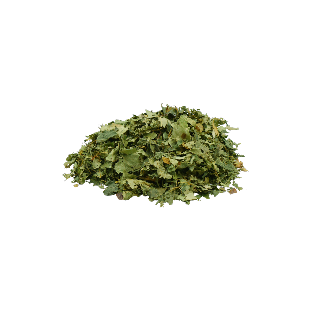 Birch leaves, useful in cases of engorgement