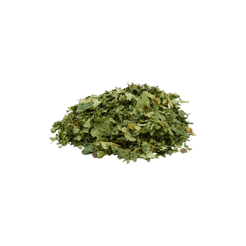 Feuilles de bouleau, utiles en cas d'engorgement