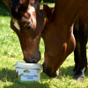Fourbure'mix pour un cheval à l'herbe en été