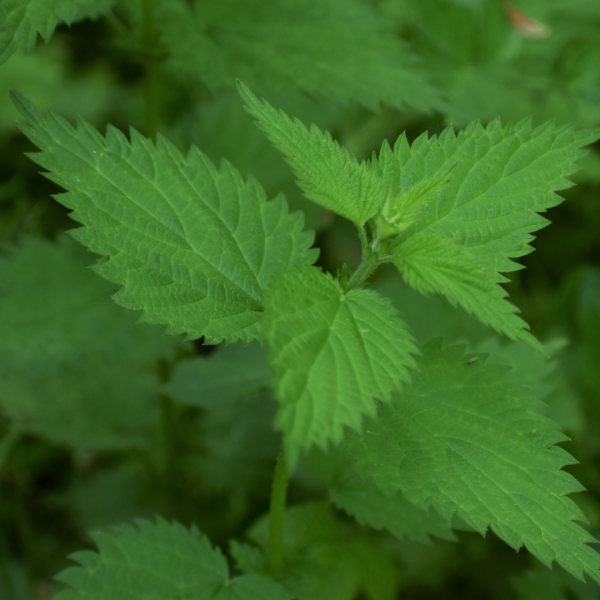 Pack "Résistance du sabot" - Mix de plantes + Huile de soin