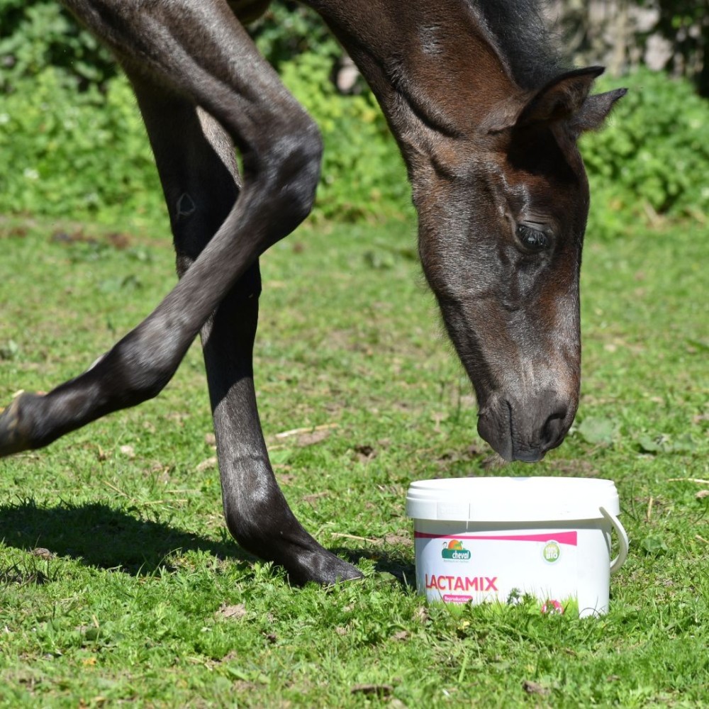 Lactamix - Nursing mare