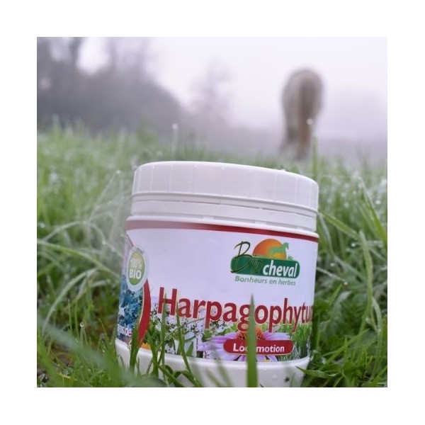 Harpagophytum est idéal en hiver pour soulager les crises d'arthrose