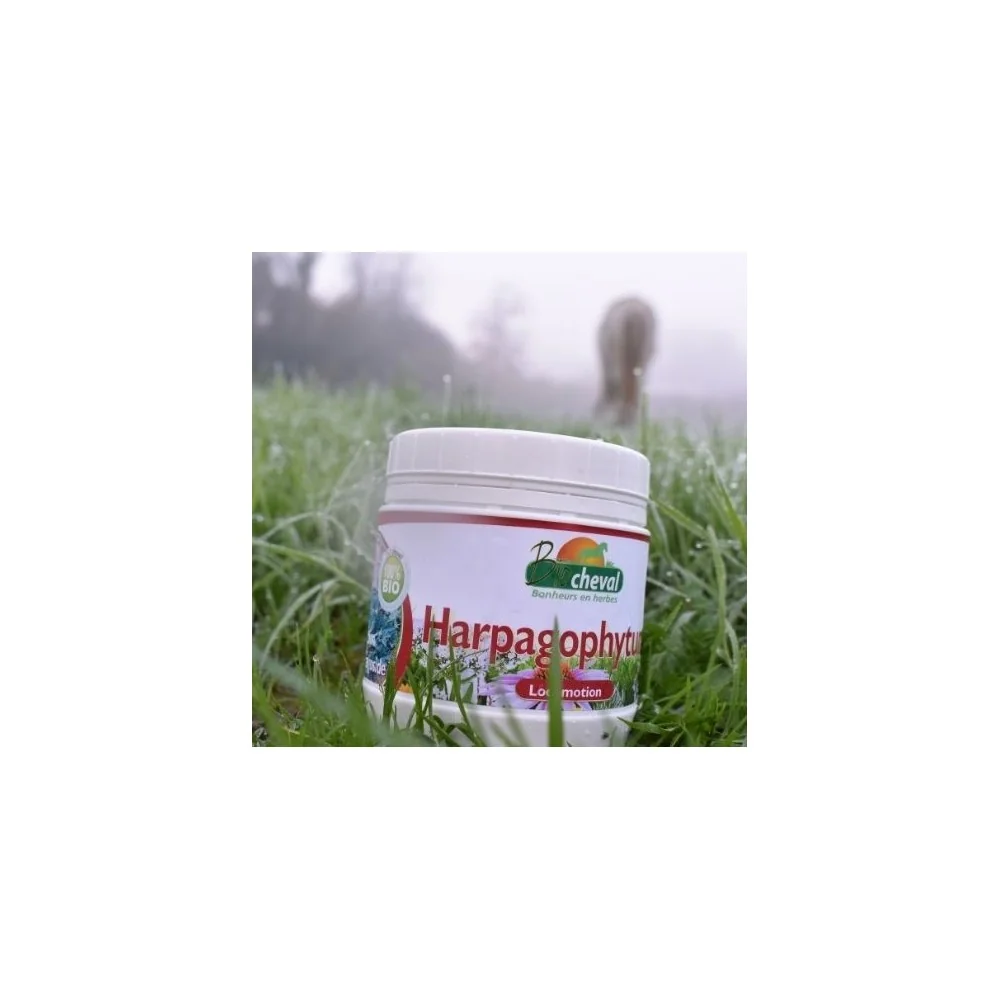 Harpagophytum is ideal in winter to relieve osteoarthritis attacks