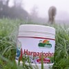 Harpagophytum est idéal en hiver pour soulager les crises d'arthrose