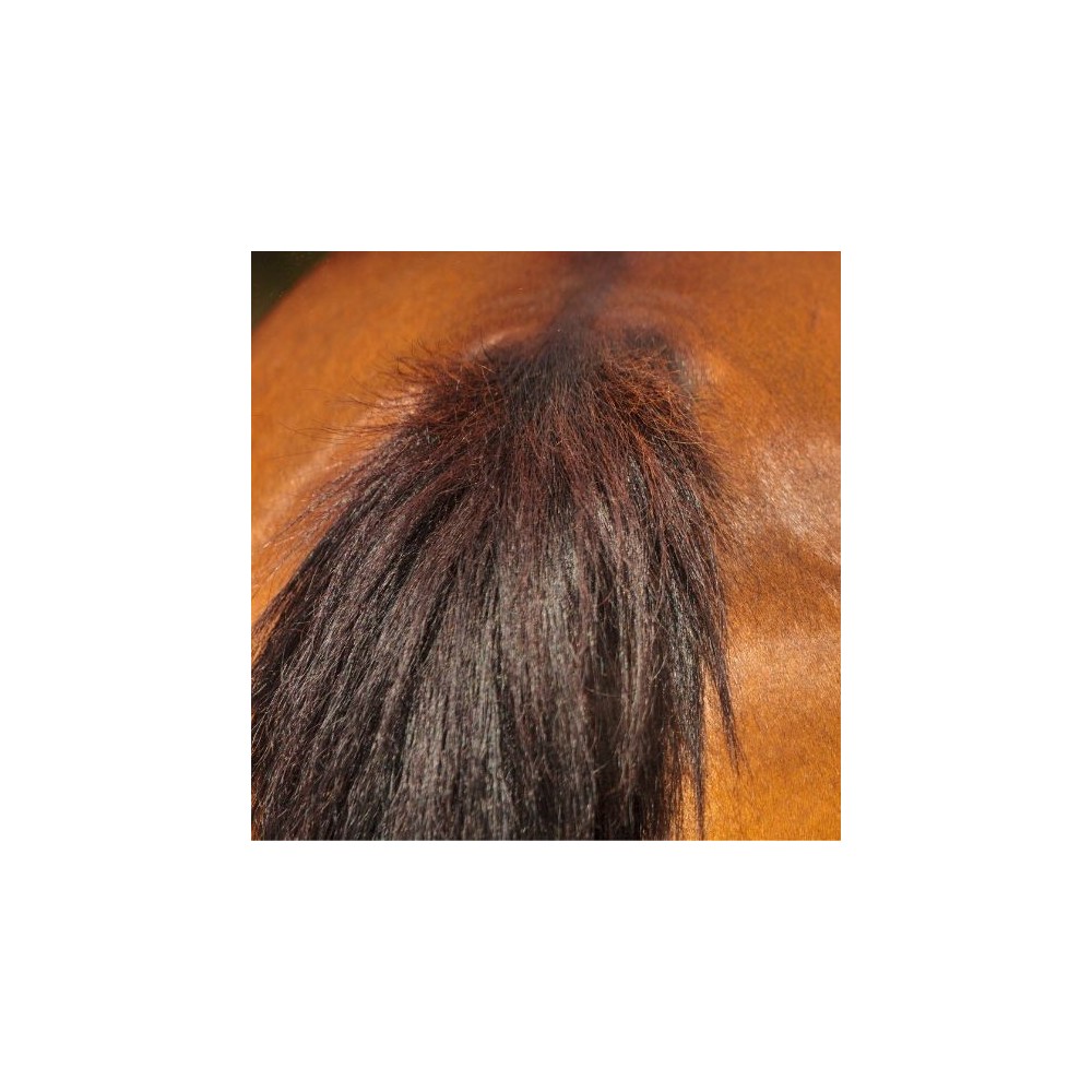 Como é tratada a dermatite estival recorrente nos cavalos?