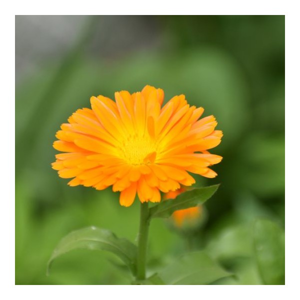 Avec des fleurs de Calendula bio