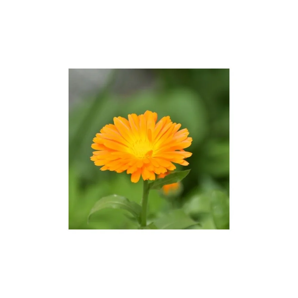 Con flores de caléndula ecológicas