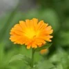 With organic Calendula flowers