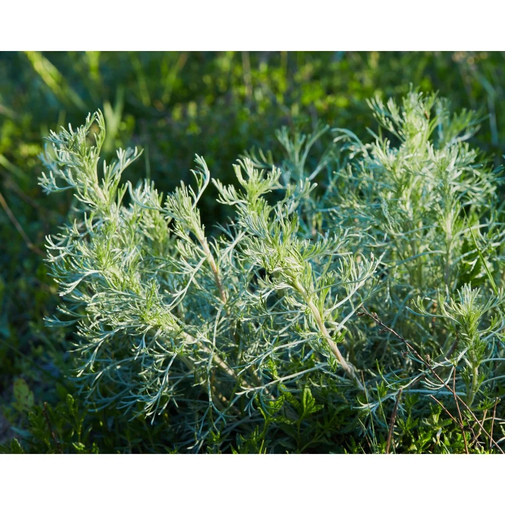 Absinthe - Bio - Parasites, Transit et Immunité