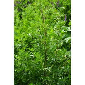 Armoise - Parasites, Décontraction et Transit