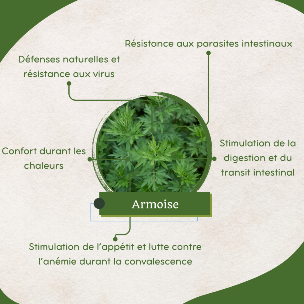 Armoise - Parasites, Décontraction et Transit