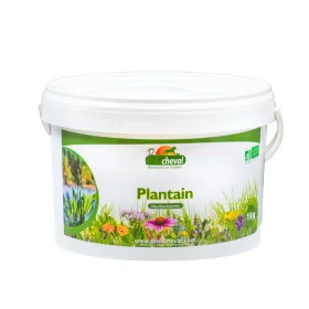 Spitzwegerich - Bio - Atmung & Dermatitis