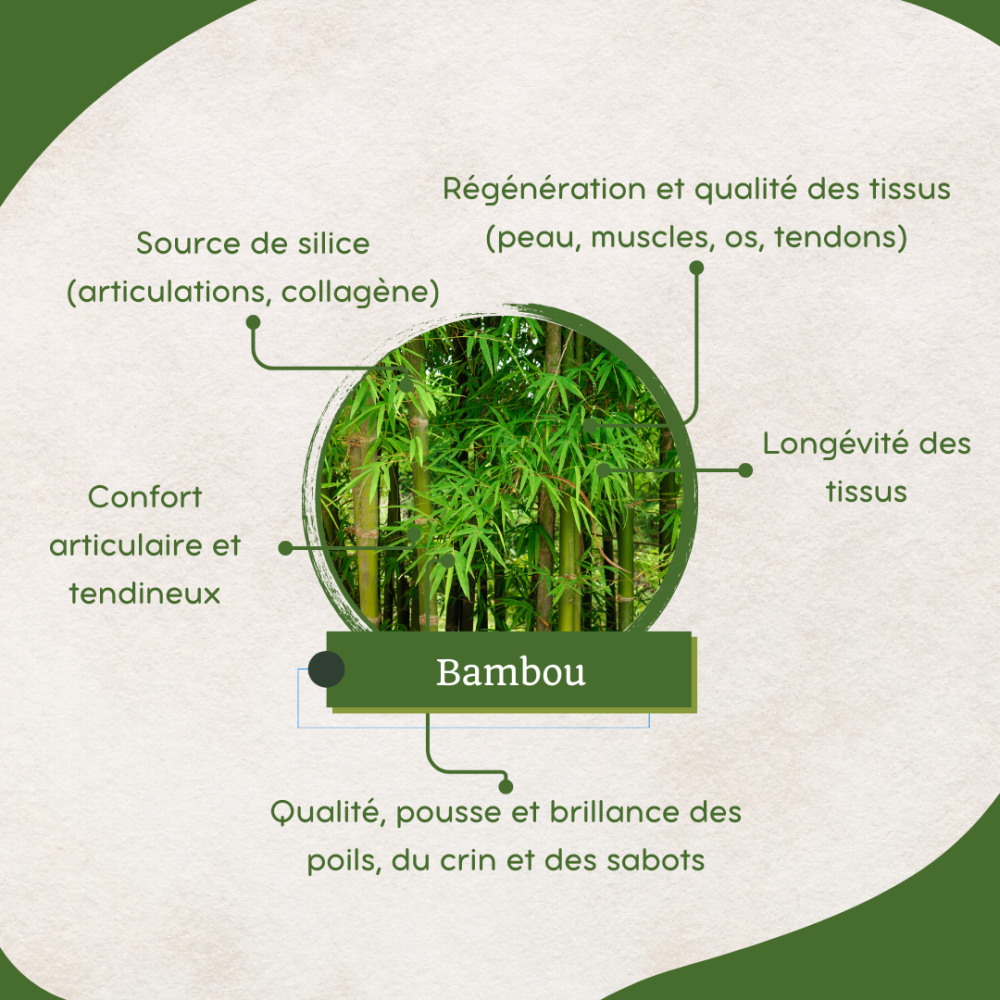 Bambou - Bio - Articulations, tendons, crins et sabots