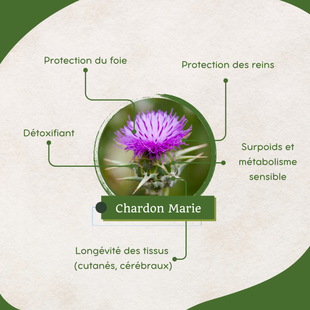 Chardon-Marie - Bio - Foie, Reins, Métabolisme
