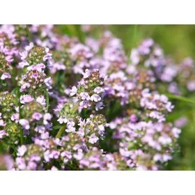 Thym - Bio - Respiration, Digestion, Immunité