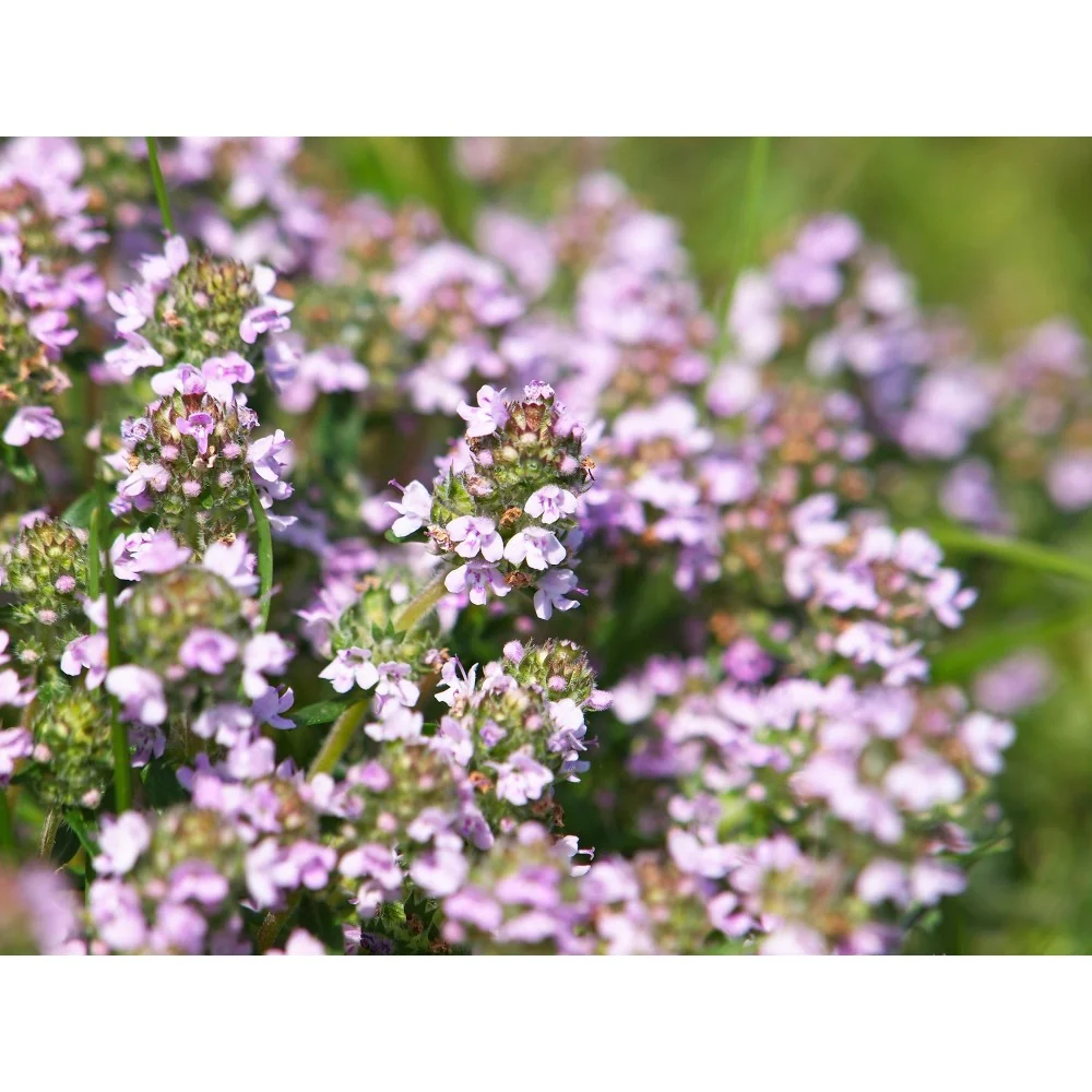 Thymian - Bio - Atmung, Verdauung, Immunität