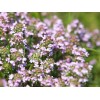 Thymian - Bio - Atmung, Verdauung, Immunität