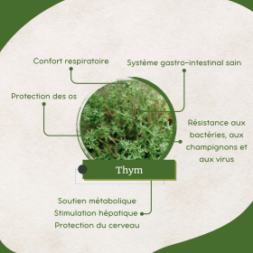 Tymianek - Organiczny - Oddychanie, Trawienie, Odporność