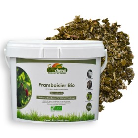 Hoja de frambuesa ecológica