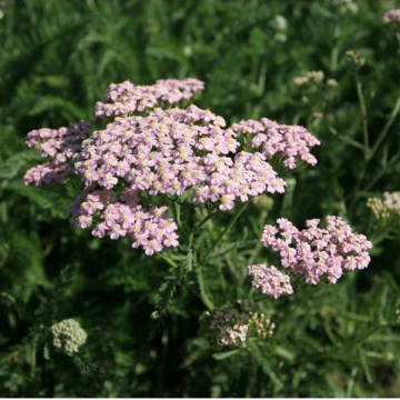 Yarrow Bio 1 kg Yarrow Bio 1 kg