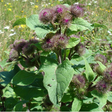 Burdock Organic 1 kg Burdock Organic 1 kg