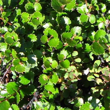 Betulla Bio 1 Kg Betulla Bio 1 Kg