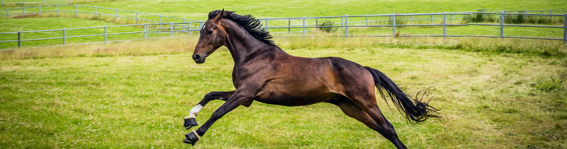 All products : Equine locomotion