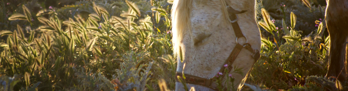 Älteres Pferd - Wieder in Form bringen