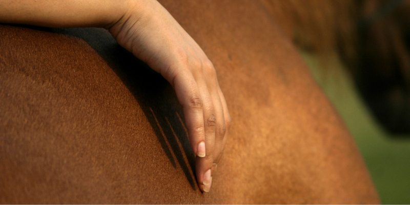 Surveiller les parasites permet de mieux connaître la santé de son cheval