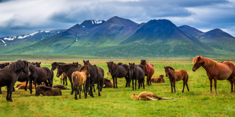La nature a sélectionné les chevaux résistants aux vers
