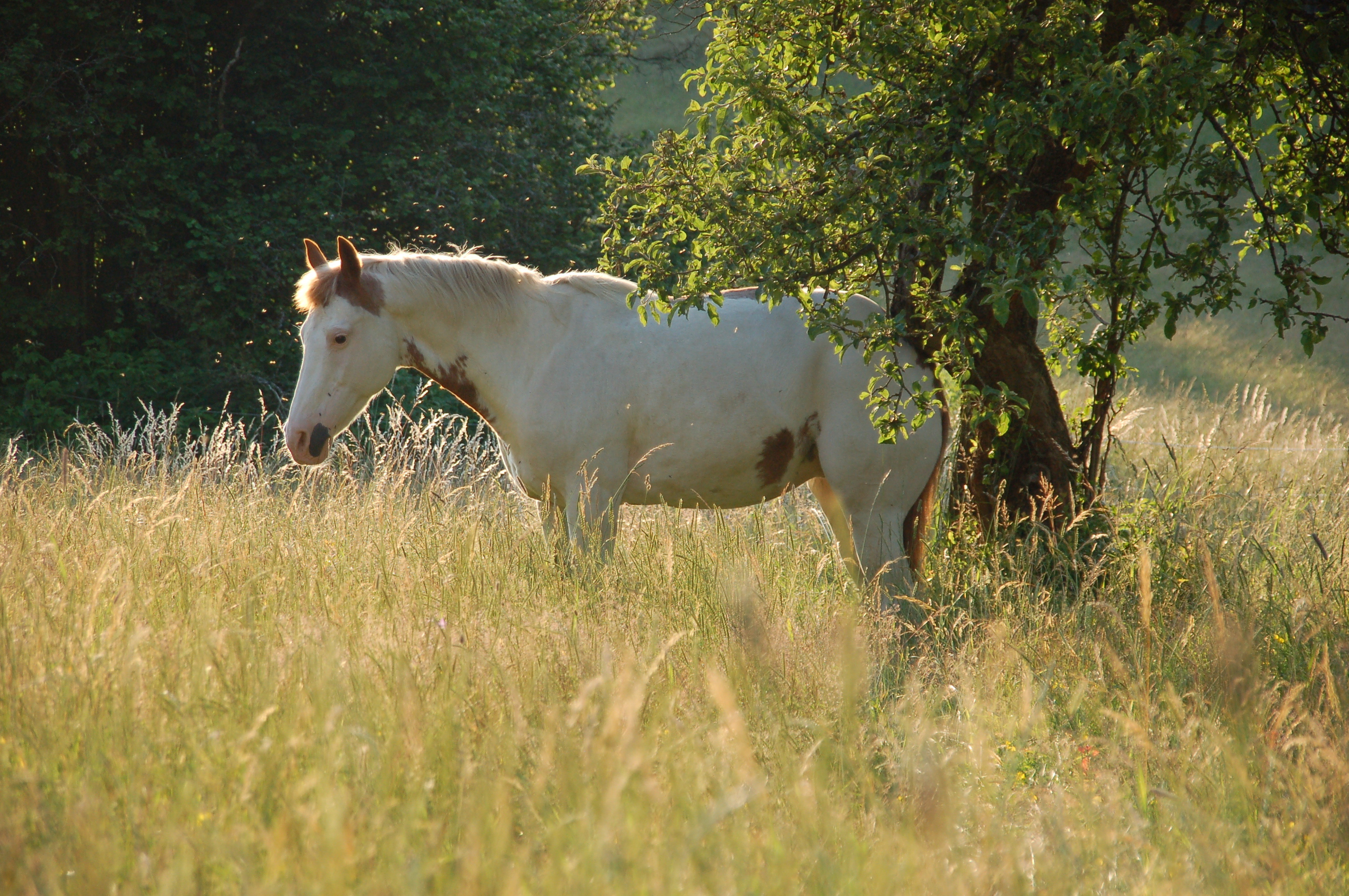 Les attaques de culicoïdes provoquent des démangeaisons de plus en plus handicapantes chez les chevaux allergiques.