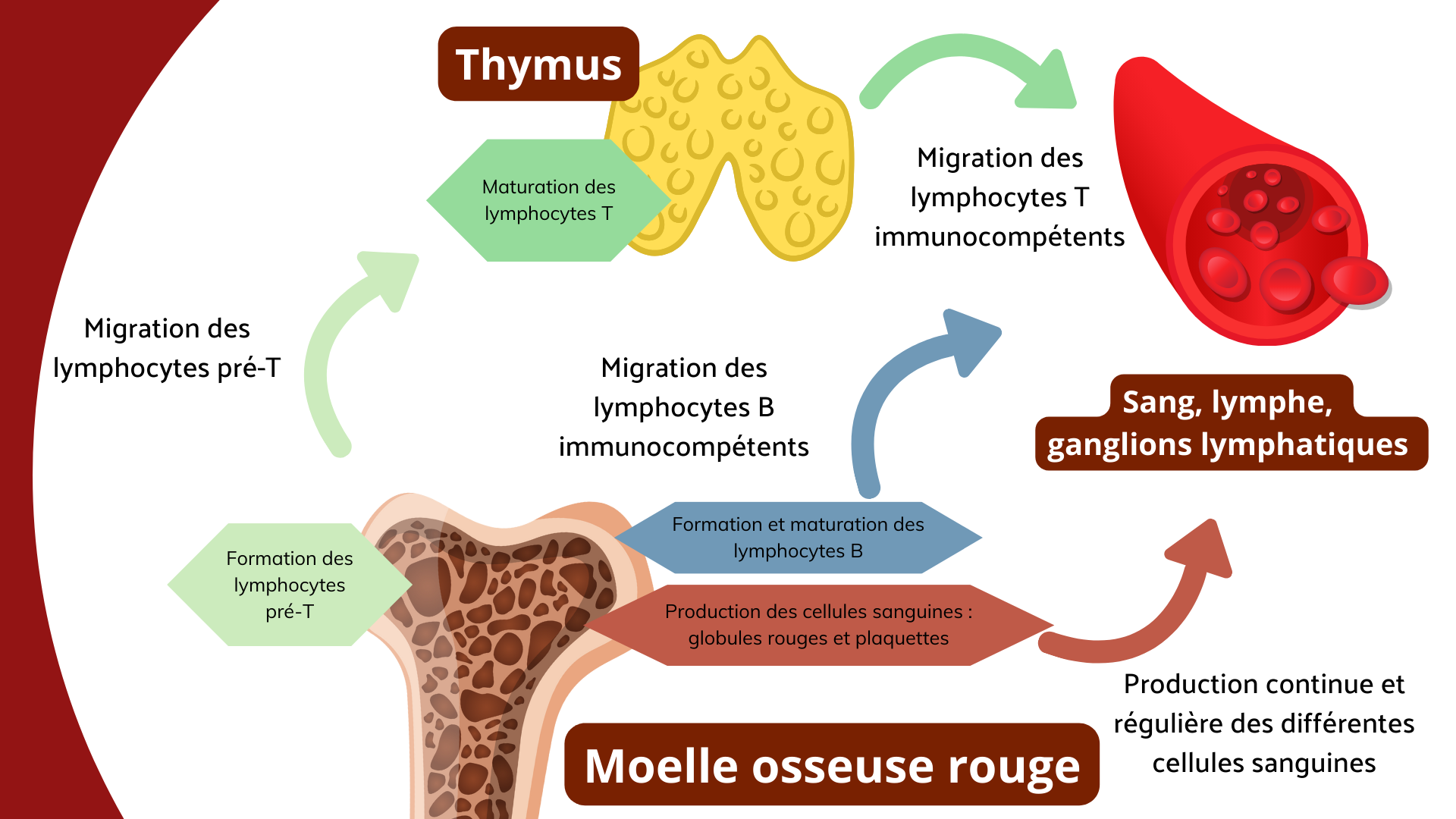 La moelle osseuse produit les globules rouges et les globules blancs