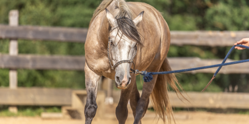 Observer le déplacement d'un cheval peut aider à détecter un début de fourbure