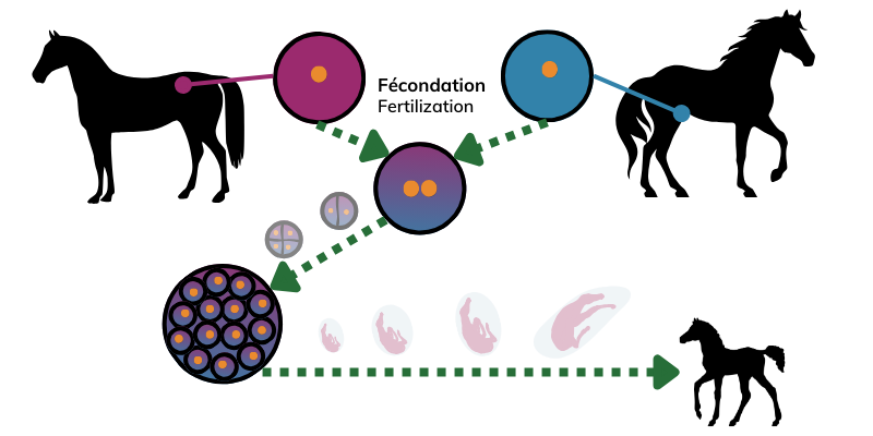 Après la fécondation, on obtient une cellule contenant l'ADN qui va se multiplier pour former un individu entier