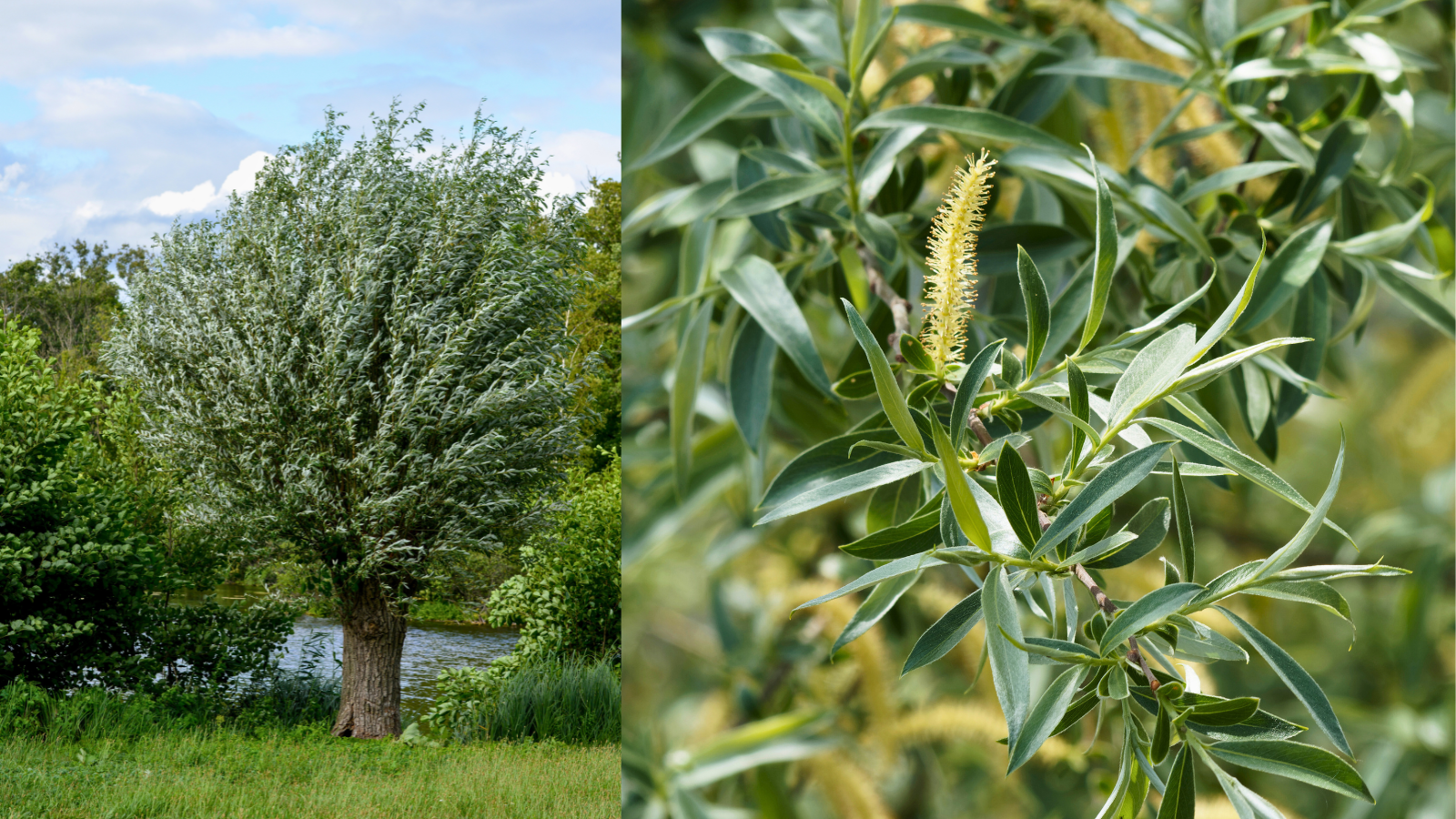 Le Saule blanc, médicinal, acteur de la biodiversité des abords de cours d'eau.