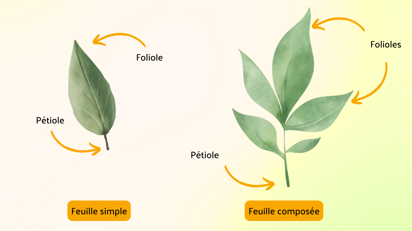 Reconnaître une feuille composée