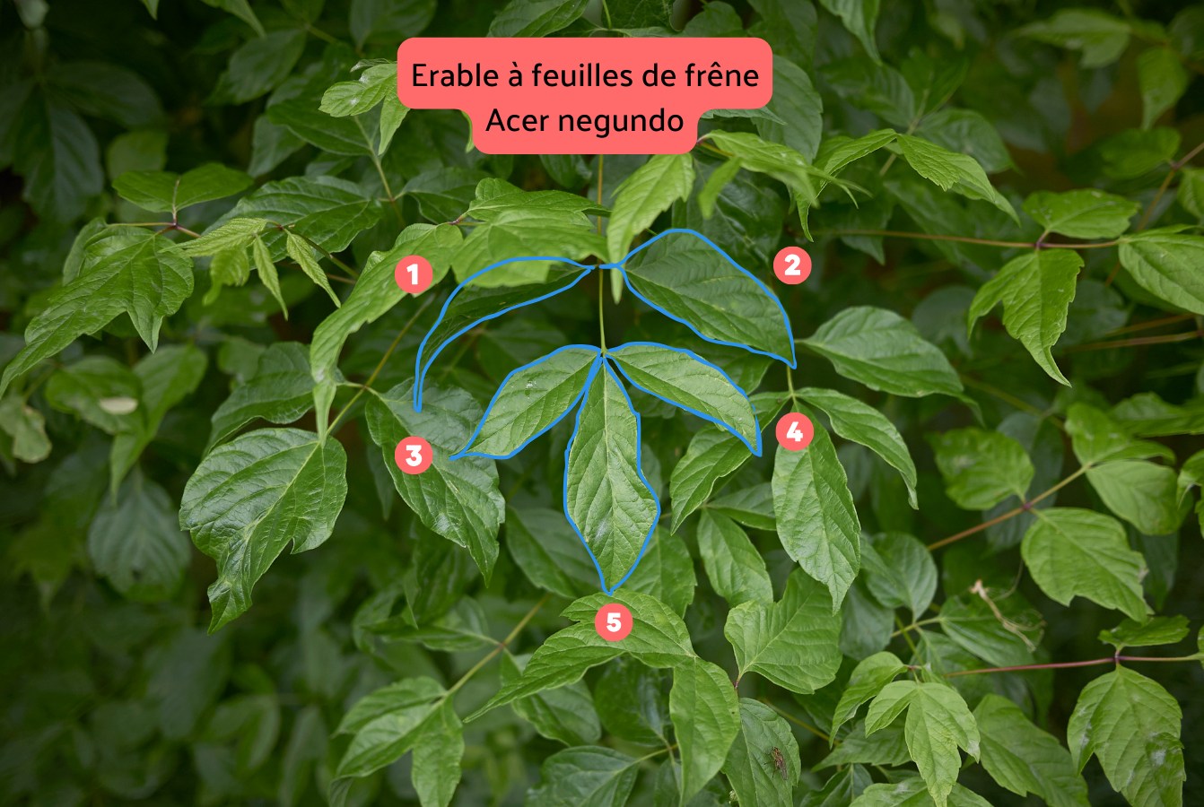 Feuille composée de Acer Negundo