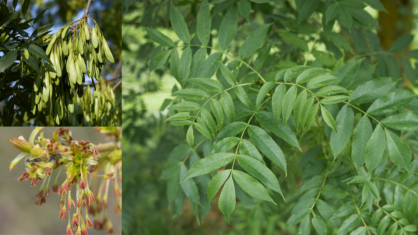 Parties aériennes de fraxinus excelsior