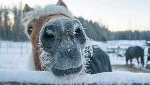 Hiver