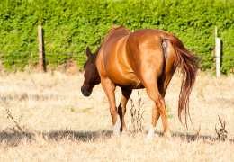 Pourquoi voit-on des dermites en hiver ? Les problèmes cutanés du cheval.