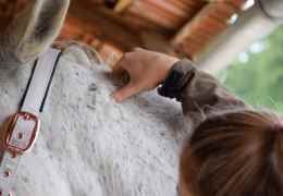 Pourquoi mon cheval a-t-il des contractures ?