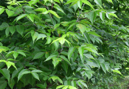 Cette plante invasive est néfaste pour la biodiversité et peut déclencher des myopathies atypiques.