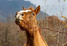 Le stress oxydatif et les antioxydants Le stress oxydatif et les antioxydants