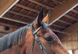 Le cerveau du cheval : le connaître et en prendre soin.