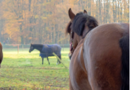 Pourquoi voit-on des dermites en hiver ? Les problèmes cutanés du cheval.